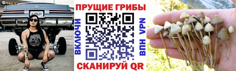 Галлюциногенные грибы Psilocybine cubensis  Ногинск 